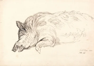 Um javali, dormindo ou morto, 1814