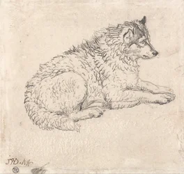 Cão do Ártico, virado para a direita