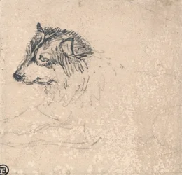 Cão Ártico, virado para a esquerda