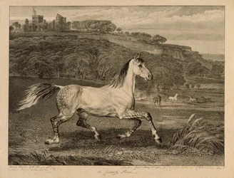 Cossack Horse, da Celebrated Horses, um conjunto de catorze impressões de corrida publicadas pelo artista, 1823-24