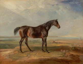 Dr. Syntax, um cavalo de corrida da baía, de pé numa paisagem costeira, um estuário além