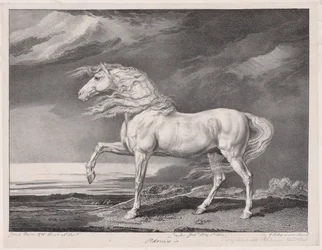Quatorze Cavalos Celebrados: Adonis