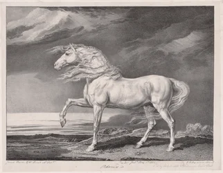 Quatorze cavalos celebrados: Adonis, 1824.