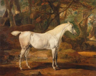 Garanhão Árabe Cinzento, propriedade de Sir Watkin Williams-Wynn