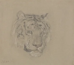 Cabeça de tigre