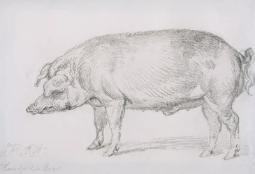 Hereford Boar, c.1803-04 (lápis sobre papel)