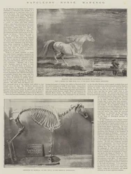 Cavalo de Napoleão, Marengo