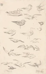 Estudos de Gaivotas