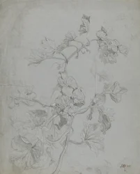 Estudo de uma planta de escalada (família de abóbora) (lápis elevado com branco sobre papel azul)