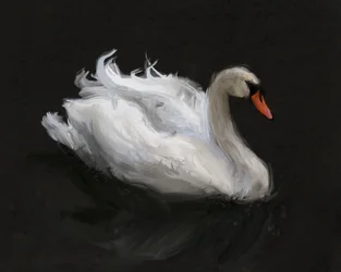 Cisne Branco Gracioso