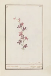 Larkspur (Consolida) cavaleiro esporão de tornozelo. / flor simples. / Esperon de chevalier afluer simple. (título no objeto)
