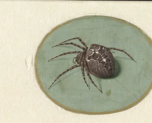 Aranha