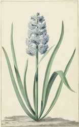O jacinto azul Franciscus Primus