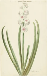 O jacinto branco-rosa Gloria Florum Suprema