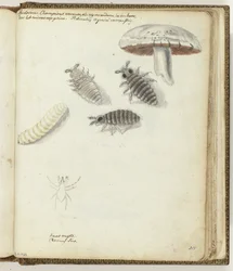 Verme-de-champignon