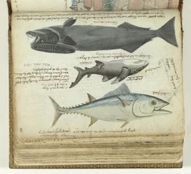 Um atum, um tubarão e uma remora