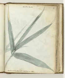 A folha de cana de bambu