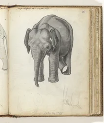 jovem elefante