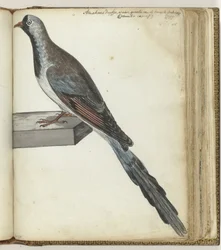 Pombo do Cabo