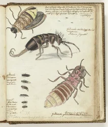pirilampos das Índias Orientais e Gelderland