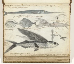 pesca no mar