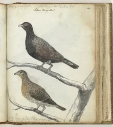 Rabino Raphael Hajm Isaac Garis (௧௭௩௩