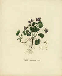 Violeta doce ou violeta inglesa, Viola odorata