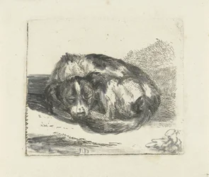 cachorro dormindo