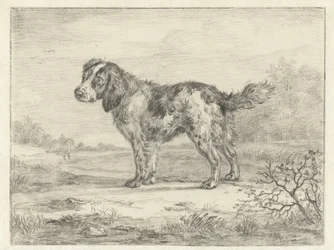 Spaniel em pé em uma paisagem