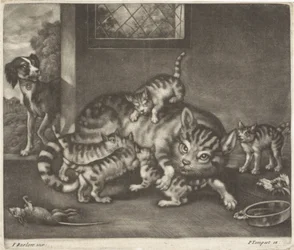 Gato com cinco meninos