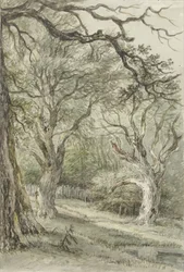 vista da floresta