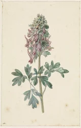 Corydalis bulbosa florescendo