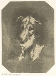 Cabeça de galgo