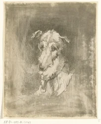 Cabeça de galgo