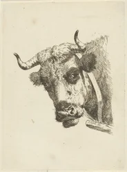 cabeça de vaca