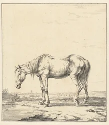 Cavalo velho em pé por uma água