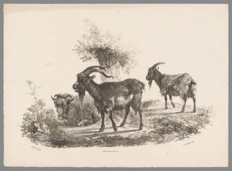Dois caprinos e uma ovelha junto a uma árvore
Besten Studien por J. Kobell depois de Paul Potter No. 1 (título da série)