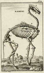Esqueleto de um camelo, c. Década de 1680