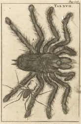 Aranhas XVII