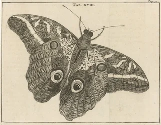 Borboleta gigante do Suriname XVIII