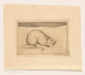 Rato