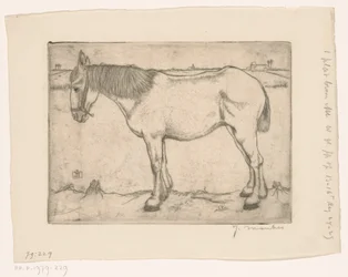 Cavalo
