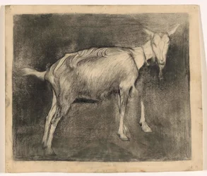 Cabra em pé, para a direita