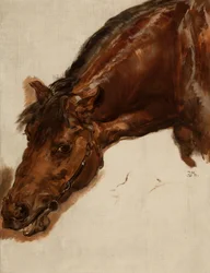 Estudo de uma cabeça de cavalo