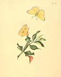 Phoebis Senna (syn. Butterfly Hypericum)