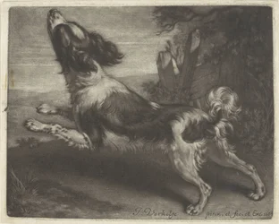 Cão de corrida, possivelmente um spaniel
