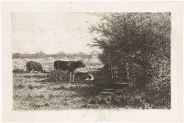 Vacas em pastagem