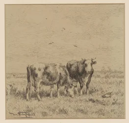 Duas vacas num prado