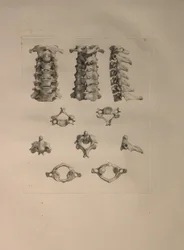 Álbuns 2 Pl. 10: vértebra cervical, a partir de uma "mesa de ossos humanos, por Bernhard Siegfried Albinus (1697-1770), publicado pela J.undH. Verbeek, bibliop. 1753, Leiden, 1729-1753