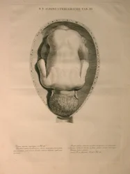 Albinus, PI. 3, a partir de uma "tabela de ossos humanos, por Bernhard Siegfried Albino (1697-1770), publicado por J.undH. Verbeek, bibliop., Leiden, 1748